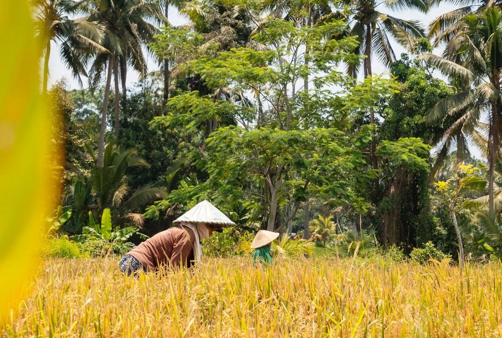 Zango - Fieldside Luxe 4Br Villa In Ubud